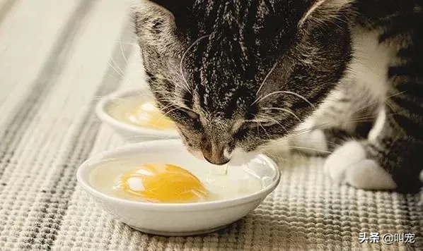 猫咪可以吃鸡蛋吗熟的，猫能吃鸡蛋吗？吃生的还是熟的？