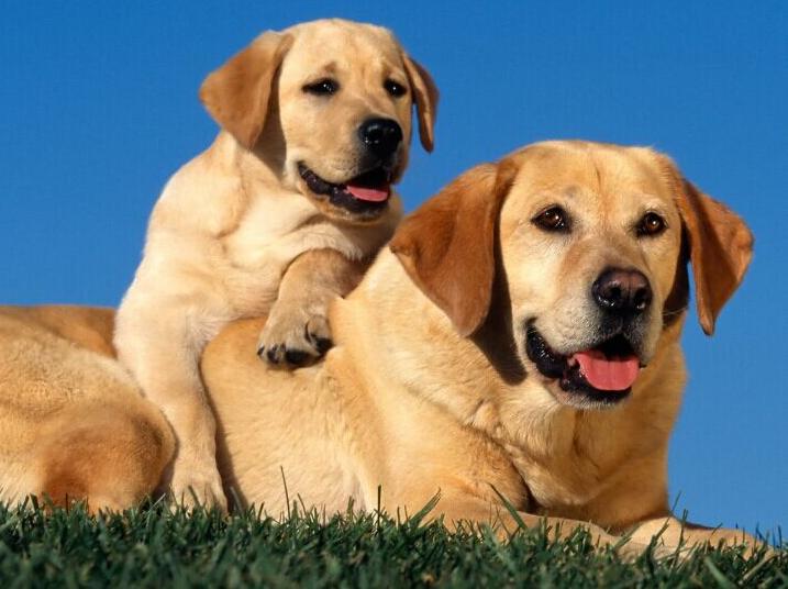 狗多大算成犬标准，“幼犬”和“成犬”有什么区别？看完这些，你就明白了