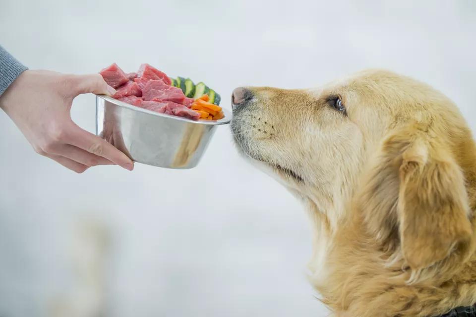 狗可以吃芹菜吗熟的，喂食狗狗最好的8种蔬菜