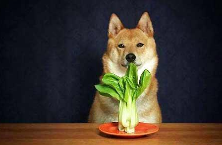 狗狗可以吃土豆吗熟的，狗狗不能吃的六种蔬菜，严重可以导致死亡，不要随便乱喂