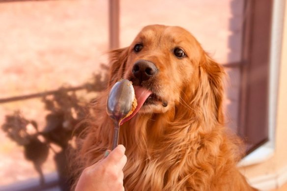 狗能吃杏仁吗，杏仁能成为狗狗的零食吗？狗狗会因为杏仁而中毒吗？怎样吃才对？