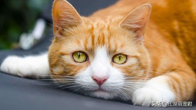 橘猫的性格特点是什么，你喜欢橘猫吗？带你了解属于橘猫的5个特点