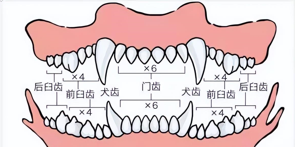 狗狗牙齿年龄图解对照表，从“牙齿状况”看狗狗年龄，超准哦