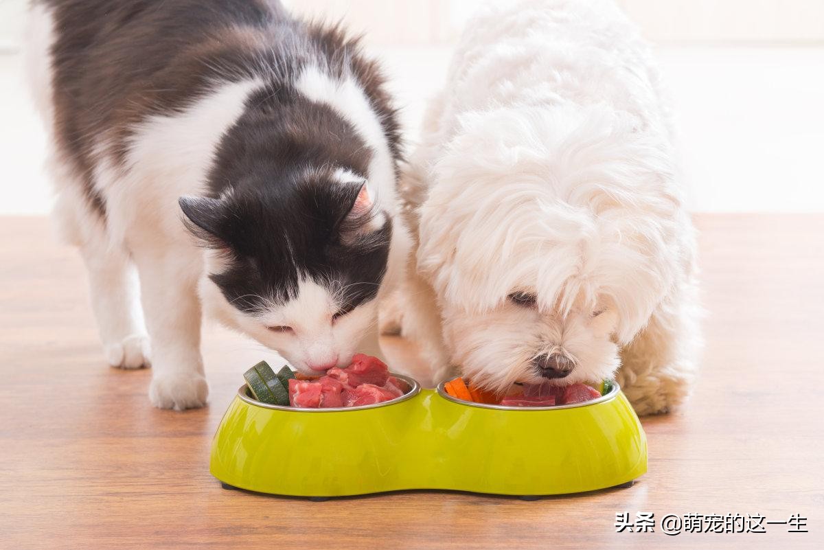狗不能吃的水果有哪些，这几种水果不要给狗狗吃，给它吃不但对它身体不好，反倒是害了它