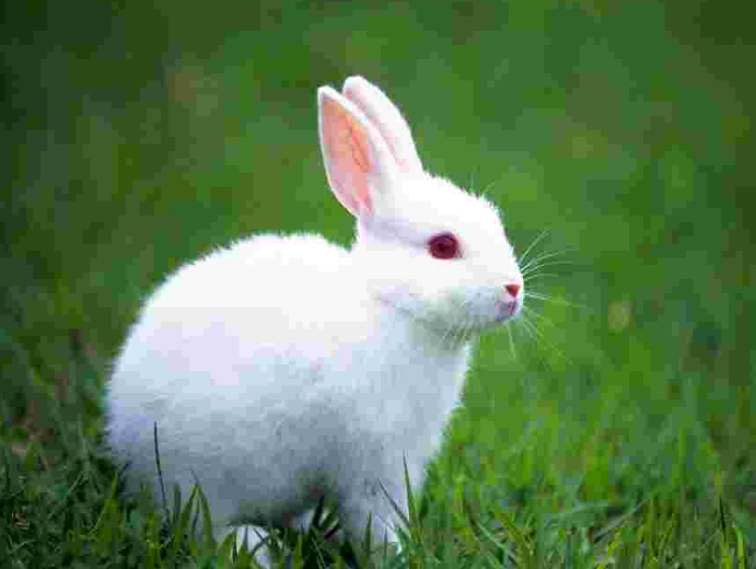 兔子怀孕多久生产才算正常，兔的饲养管理