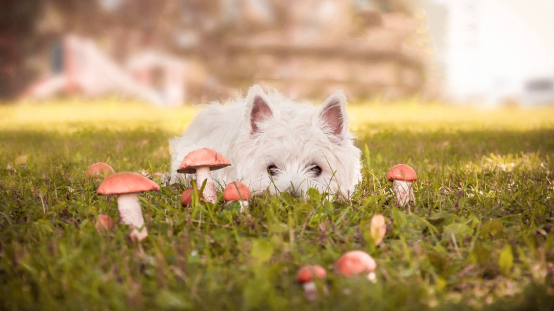 狗能吃蘑菇吗，还认为狗狗不能吃蘑菇的人，请自觉面壁