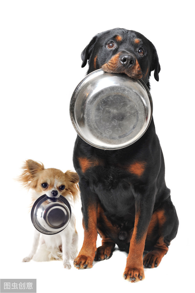 狗能吃白萝卜吗生的，狗狗能吃蔬菜吗？狗狗吃什么蔬菜有营养？