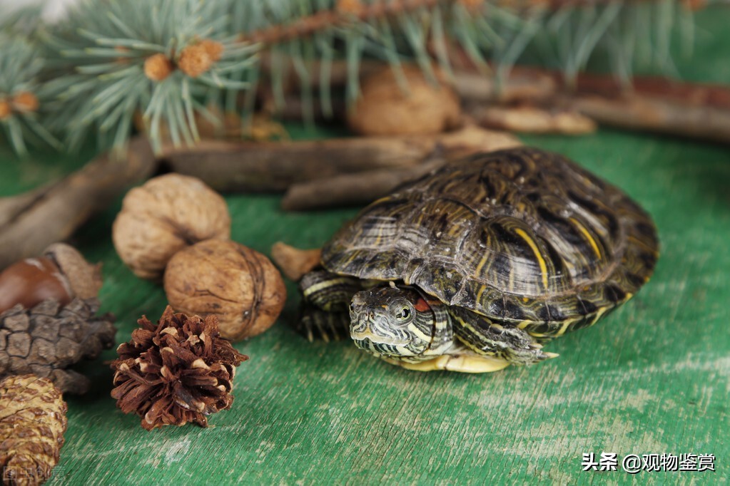 乌龟可以吃什么食物，乌龟吃啥，乌龟的食性是怎样的？喂食乌龟的方法