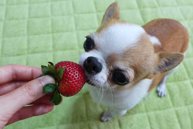 狗可以吃草莓吗，狗狗能吃草莓？主人又该注意些什么？一篇文告诉你