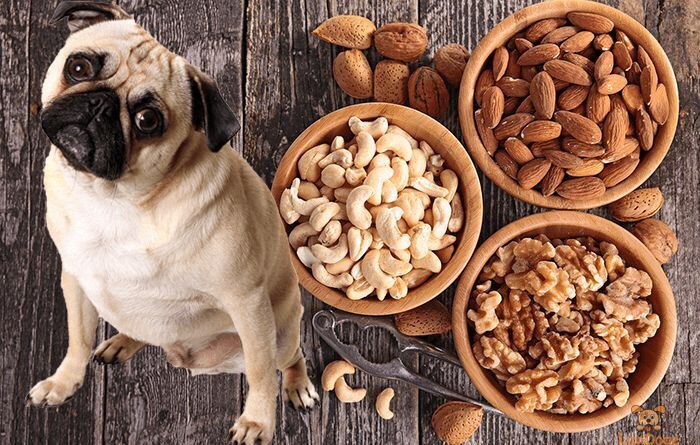 狗可以吃核桃吗为什么，除了这2种坚果，其他的狗狗都可以吃~