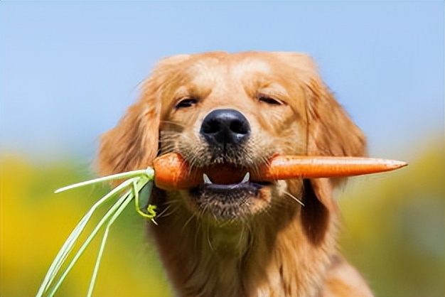 狗狗可以吃香菇吗，不可以给狗狗吃的食物，你中招了吗？