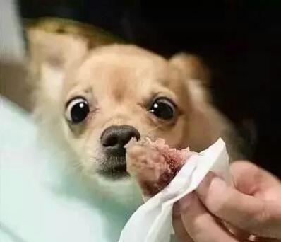 狗狗喜欢吃什么食物，狗狗“最爱”的几种食物，随便一种，就可以把它馋坏