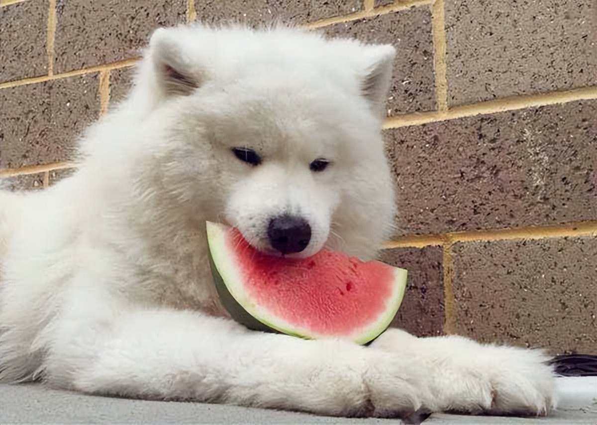 狗吃西瓜会怎么样，狗狗能吃西瓜吗？