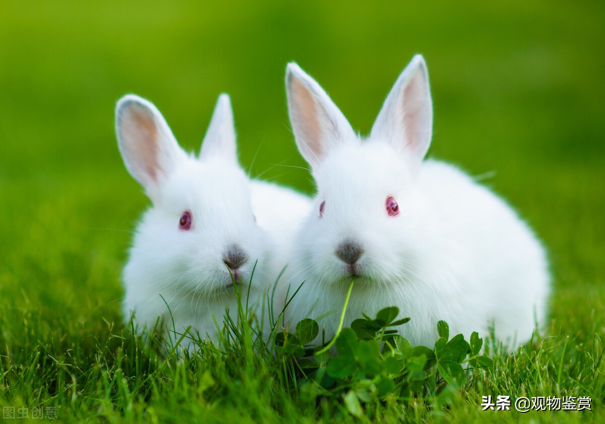 兔子的寿命有多少年，兔子能活多久，影响兔子寿命的因素，怎么才能让兔子更长寿