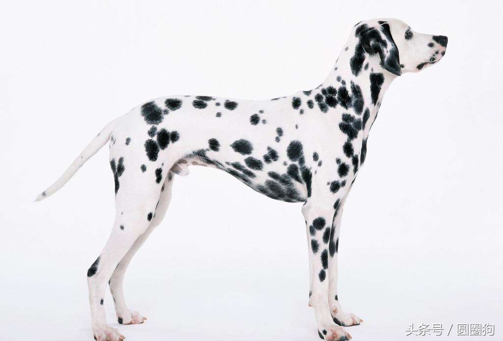 斑点狗是什么品种的，世界名犬——大麦町犬，斑点狗家庭犬类