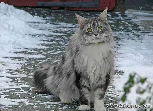缅因猫能长多大多重，看似凶狠，实则蠢萌的要命，猫咪巨无霸——缅因猫