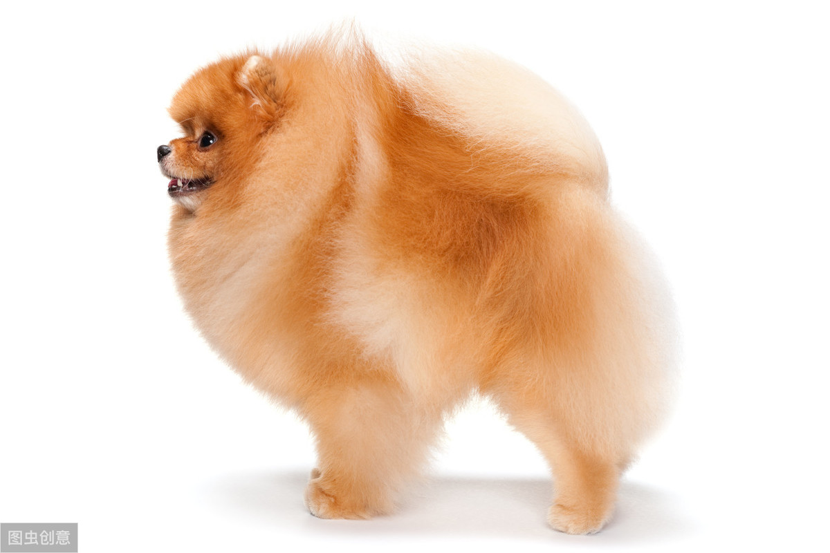 博美能长多大多少斤，博美犬可以长多大？