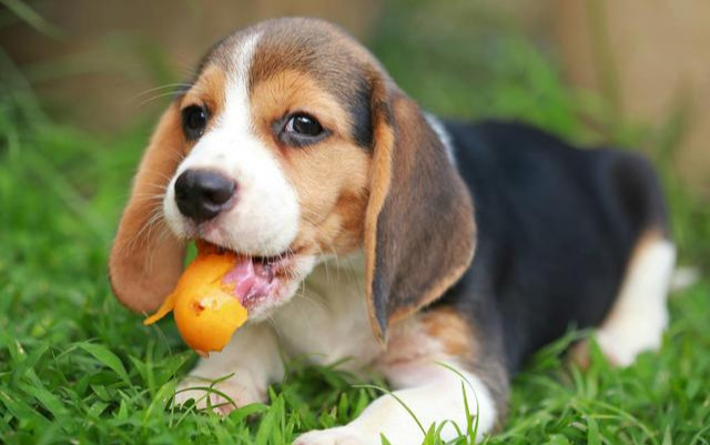 狗狗不能吃的水果有哪些，被列入“黑名单”的10种水果，再喂狗狗吃就是谋杀性命