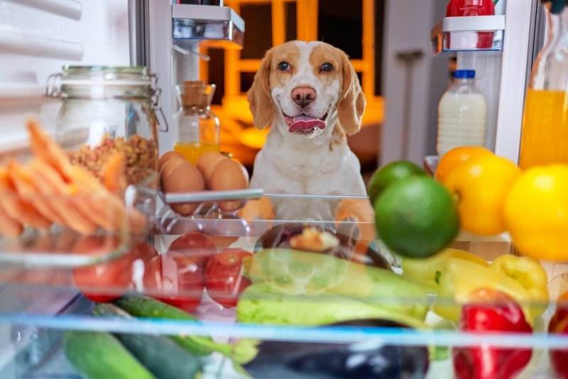 狗狗能吃菠菜吗熟的，这7种狗狗吃了有益的蔬菜，很多人都喂过一大半