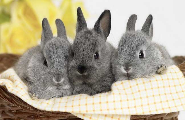兔子的寿命有多长时间，兔子的寿命有多长，兔子一般能活几年
