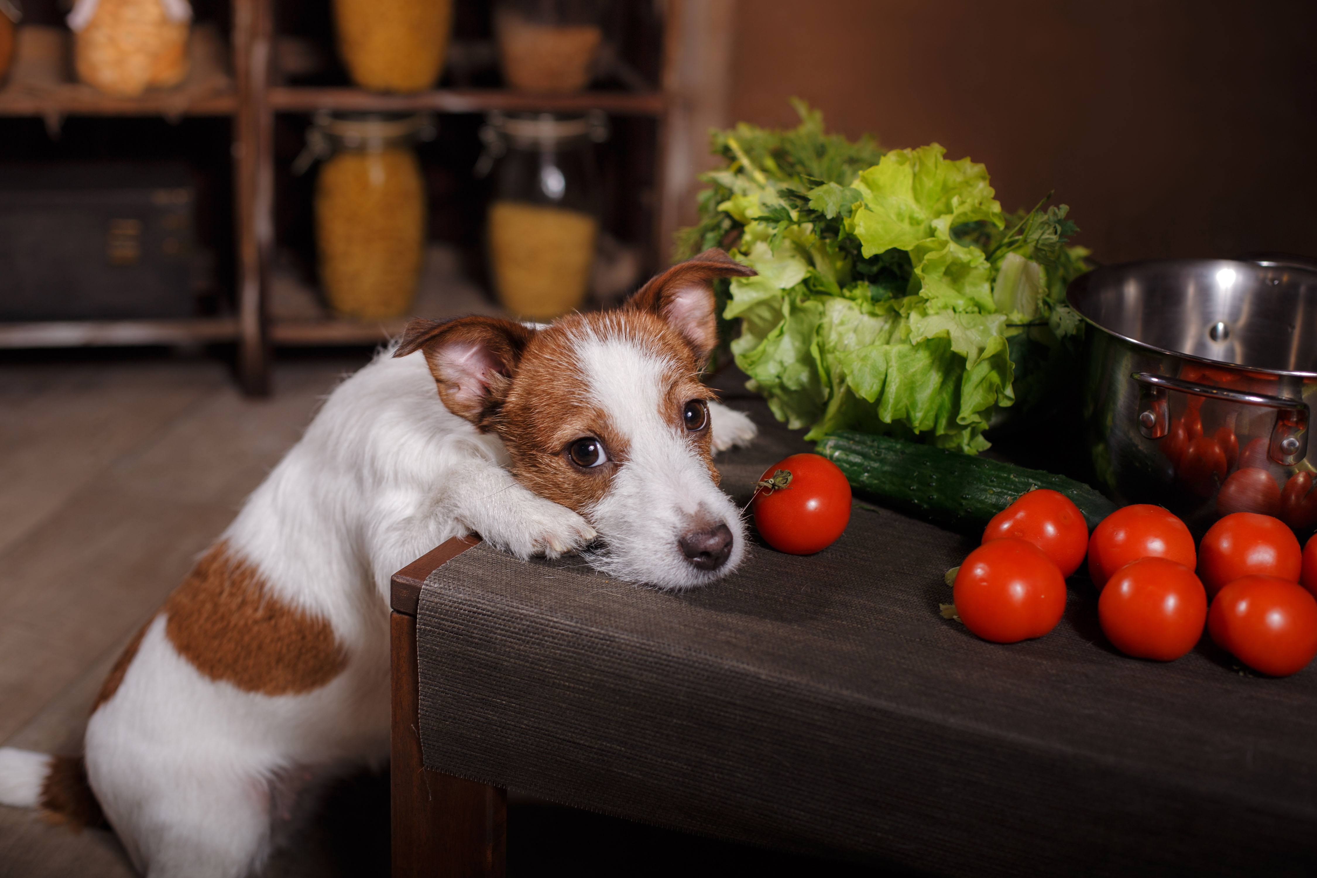 狗狗能吃小番茄吗，狗狗能吃西红柿吗？狗一次能吃多少番茄？番茄酱能给狗吃吗？