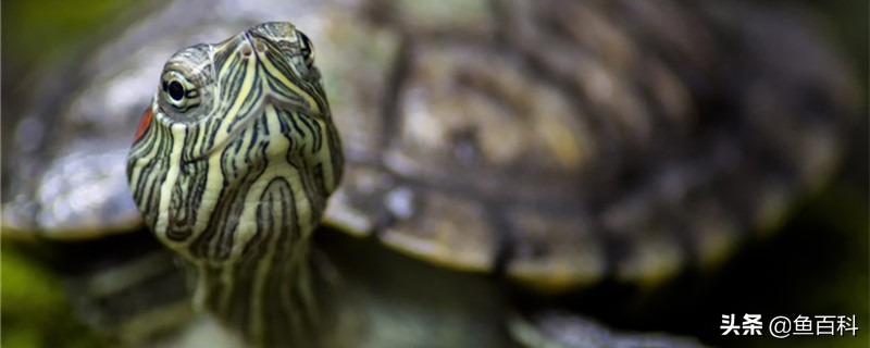 巴西龟怎么喂食合适，巴西龟怎么养长得快，喂什么长得快
