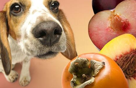 狗可以吃木瓜吗，养狗须知！那些狗狗的水果清单