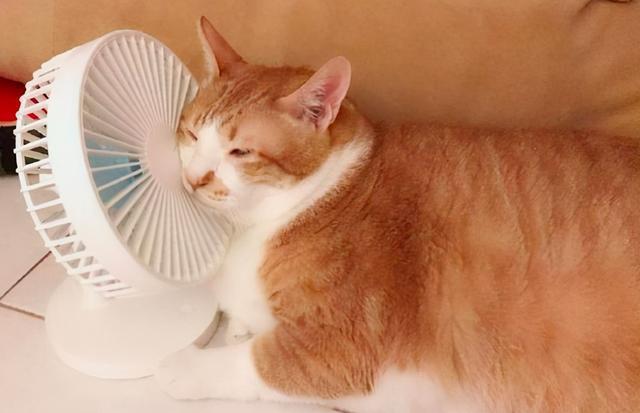 猫怕热吗什么温度最好，解疑！炎热的夏天，家里的猫咪怕热吗？