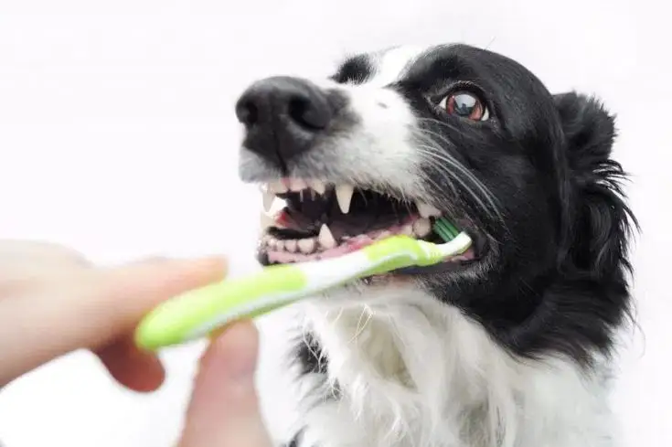 怎么给狗狗刷牙最有效，狗狗刷牙教程，只需四步，让狗狗爱上刷牙