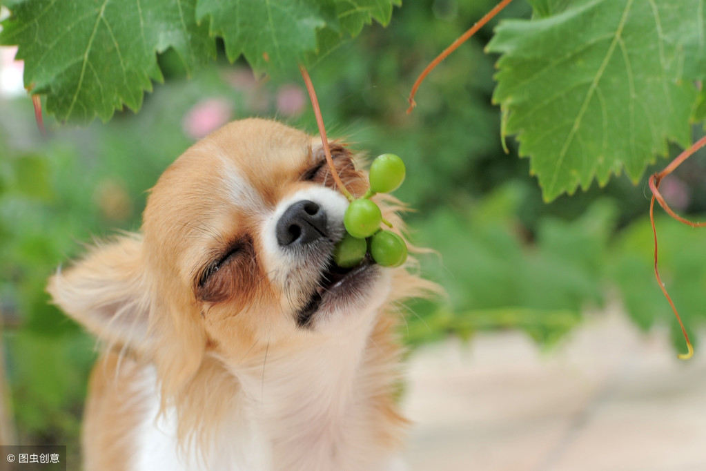 狗狗吃了葡萄怎么办，急死铲屎官了，狗吃了葡萄了该怎么办？