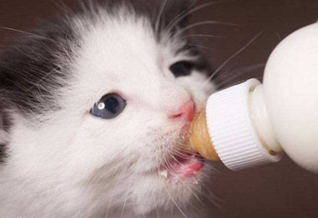 猫能喝纯牛奶吗为什么，猫不能喝牛奶，其实也不能喝羊奶