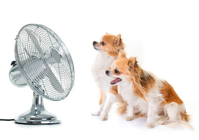狗狗会中暑吗，狗狗夏天中暑高发期，抢救的关键是宠物主人有没有做这些措施