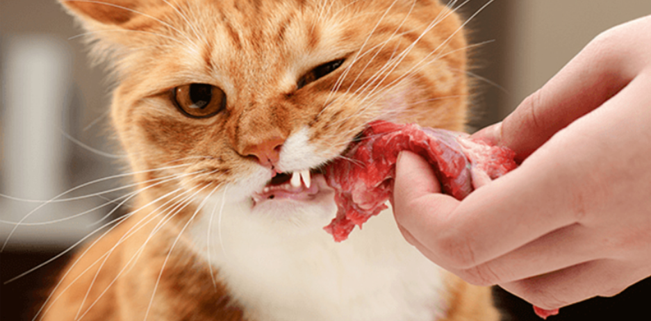 猫能吃鸡肝吗多长时间吃一次，这几种食物，猫咪越吃越美丽