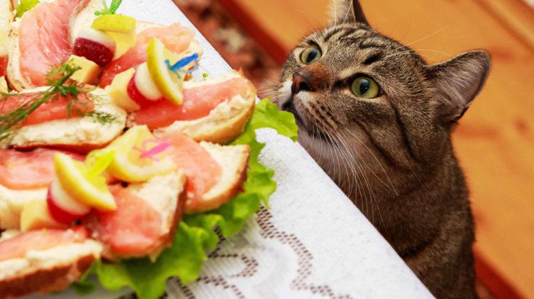 猫能吃橘子吗为什么，这八种食物喂食猫咪，等于给它下“慢性毒”