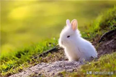 兔子的尾巴有什么作用是什么，兔子的尾巴能救它的命？