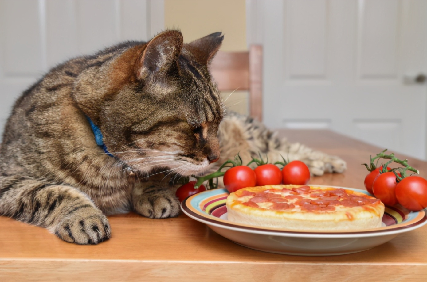 小猫不吃猫粮怎么办怎么治愈，猫咪不吃猫粮怎么办？5个小技巧轻松解决