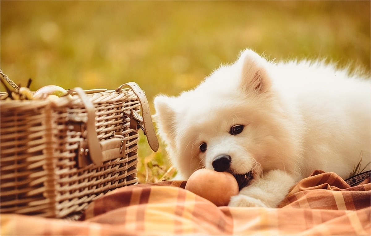 狗狗能吃桃子吗原因说明，狗狗可以吃桃子吗？