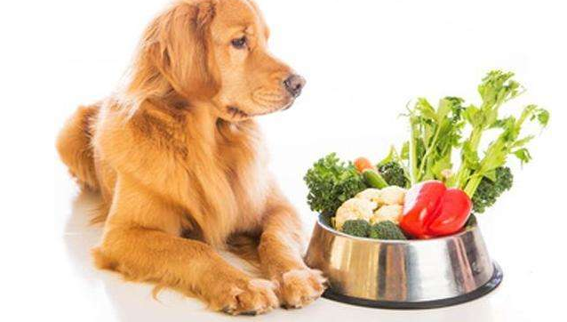 狗可以吃韭菜吗，狗狗不能吃的6种蔬菜，犯错就很危险