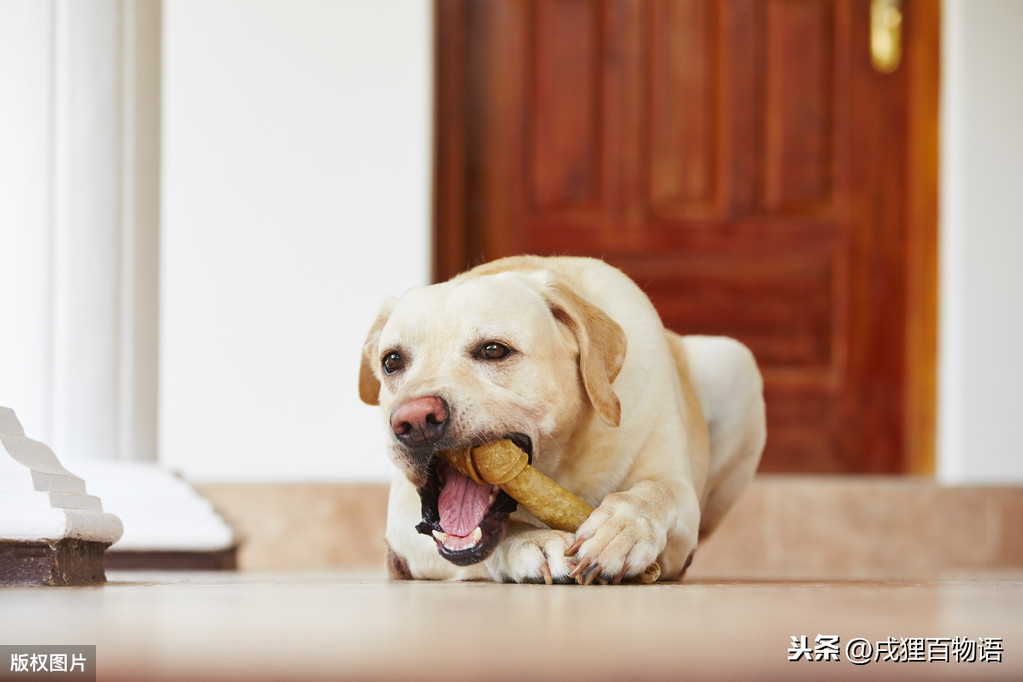 狗吃骨头能消化吗，骨头能给狗狗吃吗？