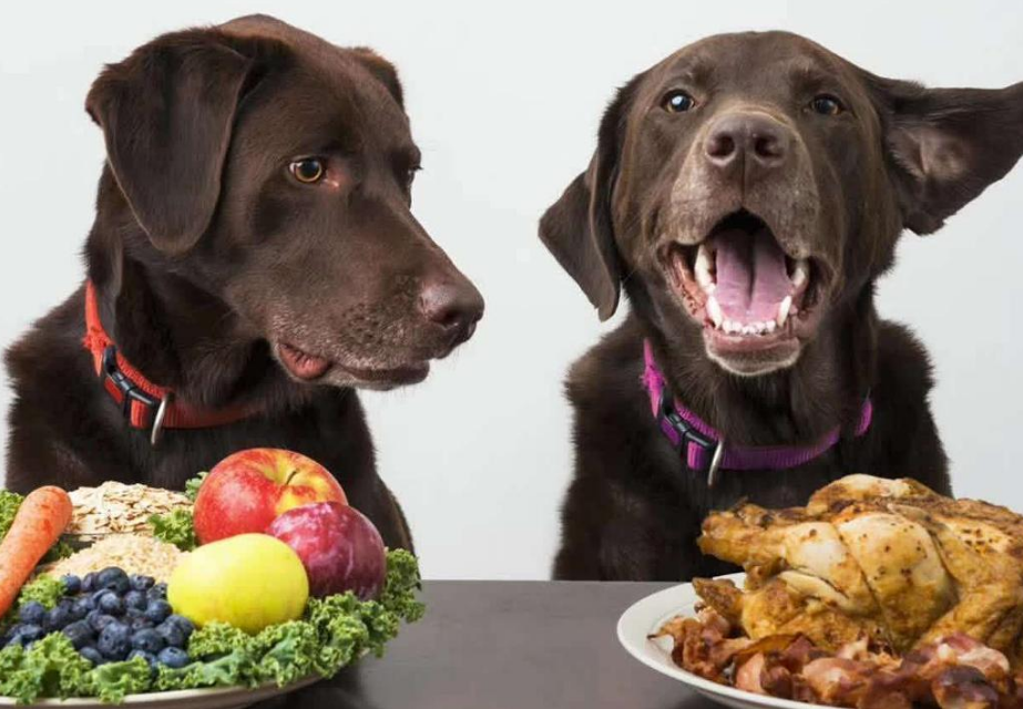 狗能吃紫薯吗熟的，狗狗上火了吃什么降火？