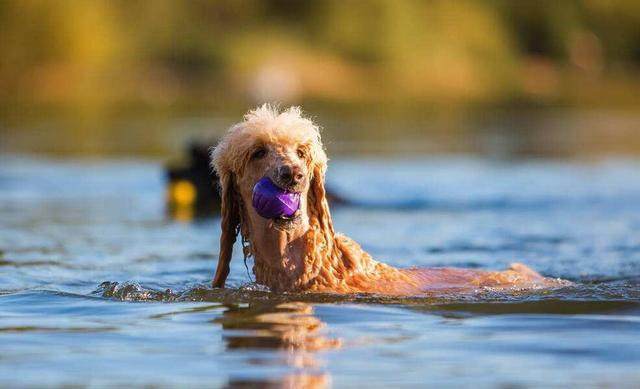 狗会游泳吗是真的吗，辟谣！狗狗天生会游泳，直接扔下水也不会被淹？
