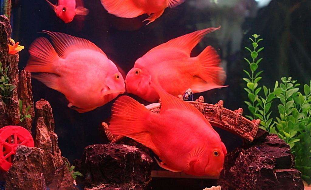血鹦鹉鱼怎么养，想要养出一缸红红的血鹦鹉，我们要注意以下几点！