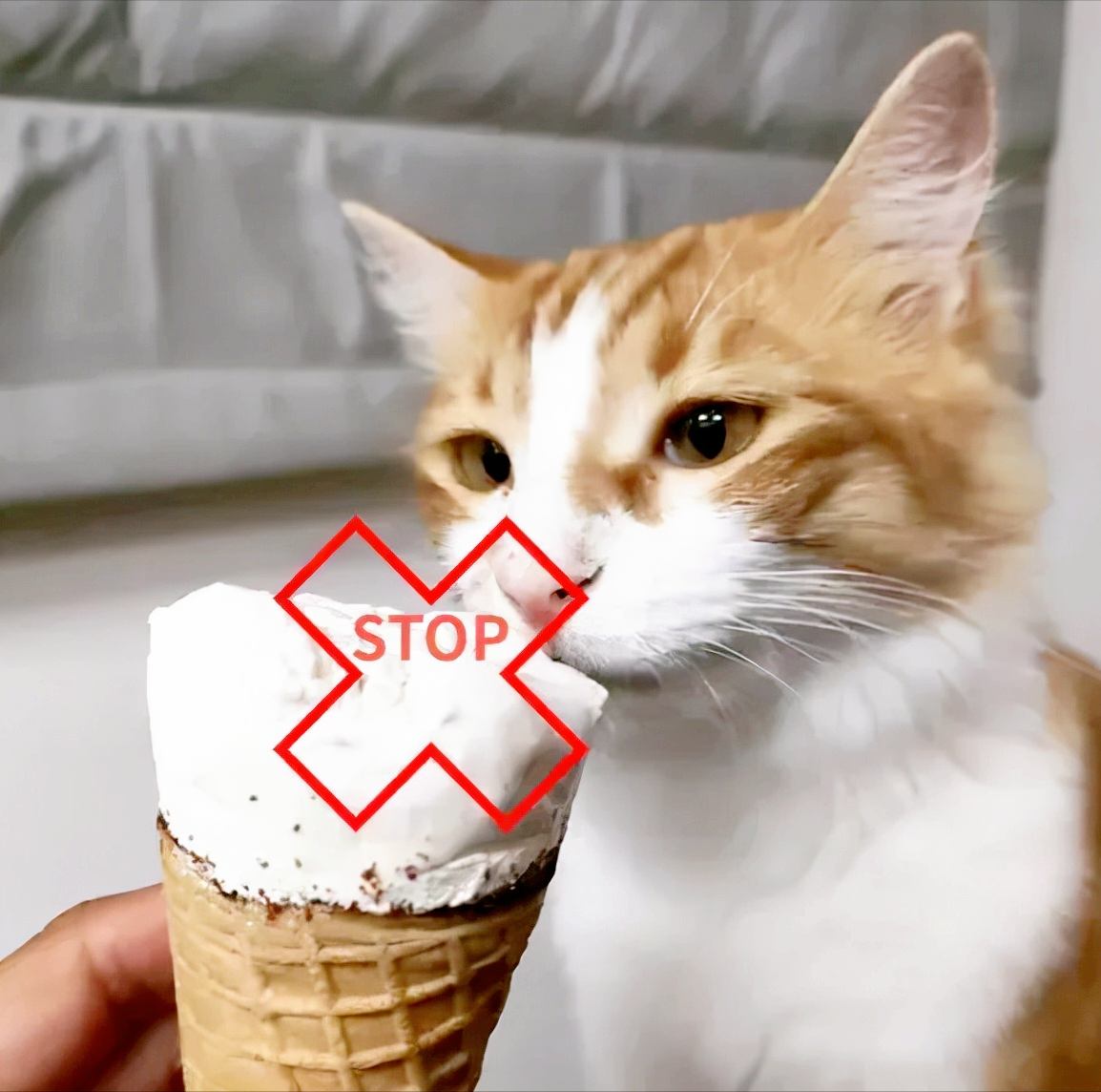 猫能吃冰淇淋吗为什么，猫究竟可以吃冰淇淋吗？
