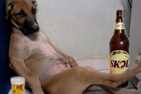 狗能喝酒吗有没有生命危险，狗狗喝酒可能会危害生命，千万不要给狗狗喝酒！