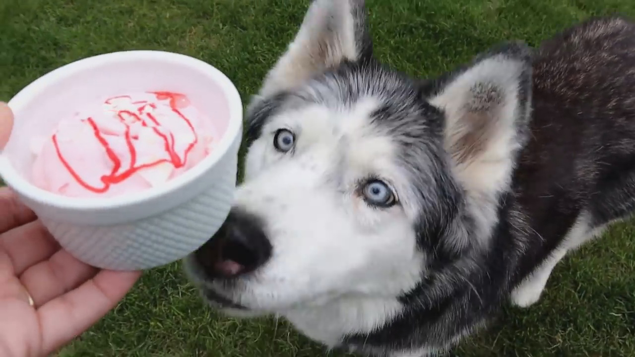 狗能吃冰淇淋吗为什么，狗狗可以吃冰淇淋吗？看过以下这些你再做决定