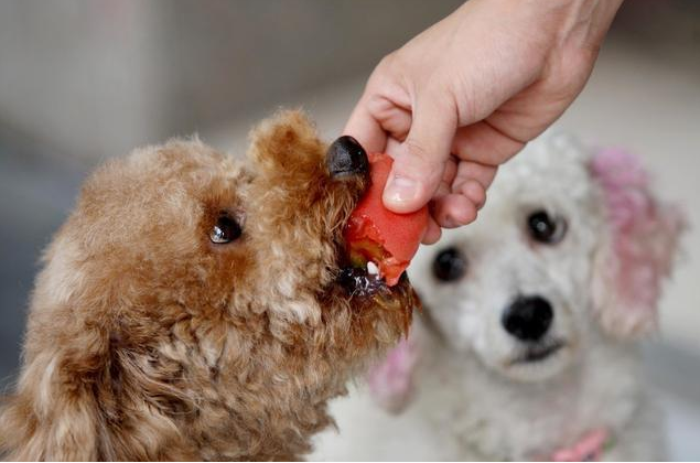 狗狗能吃红薯吗有什么好处吗，兽医：对狗狗身体有益的7种食材，常吃比同龄狗更长寿