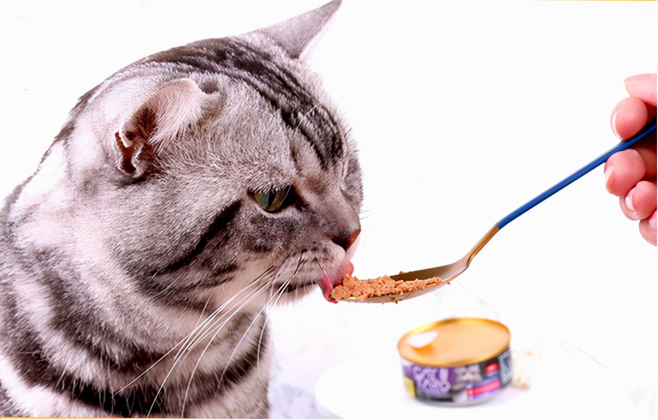 猫能吃海苔吗为什么，秋季千万别给猫咪吃这些食物，以免伤害它们