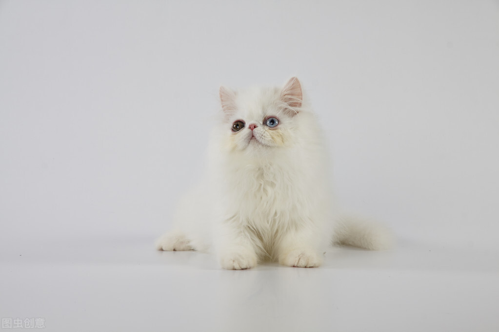 猫咪结膜炎的症状表现，猫结膜炎有什么症状？猫咪结膜炎怎么办？