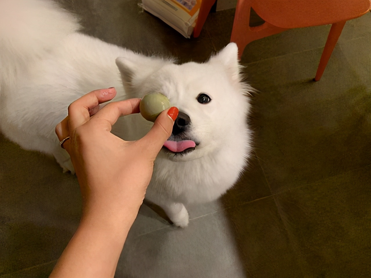 狗狗能吃苹果吗，狗狗能吃的11种“人类食物”，你喂过几种？