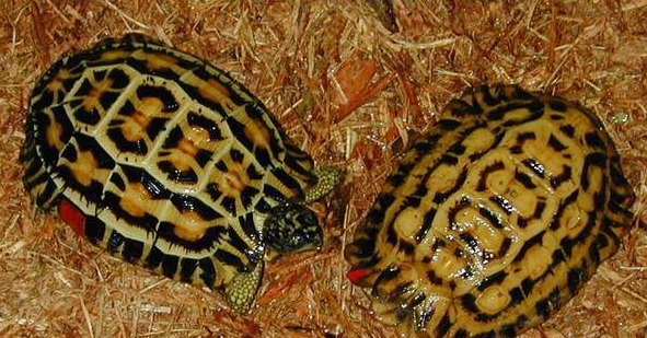 蛛网龟饲养方法，蛛网陆龟的人工饲养常识